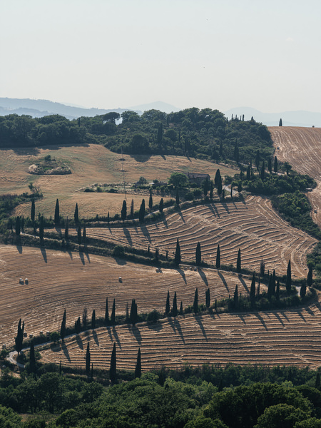 Golden Tuscan hills with winding cypress trees near La Foce estate in Italy