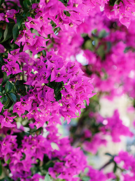 Pink bougainvillea flowers in Antiparos, Greece.