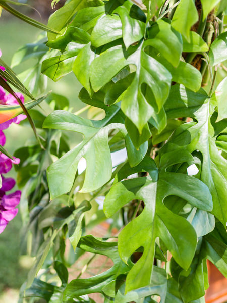 Tropical greenery decor detail at Reef Athens Riviera wedding event