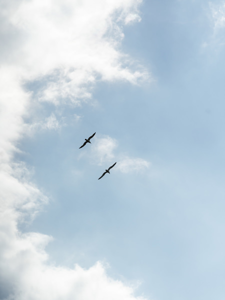 Birds flying across the blue summer sky above Aegina island