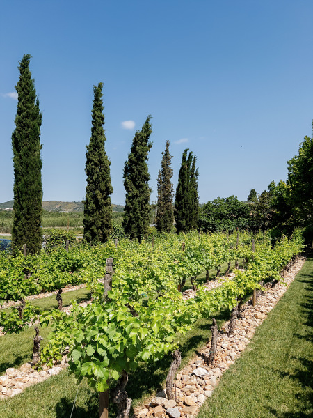 Vineyard rows and tall cypress trees at Pyrgos Petreza wedding venue